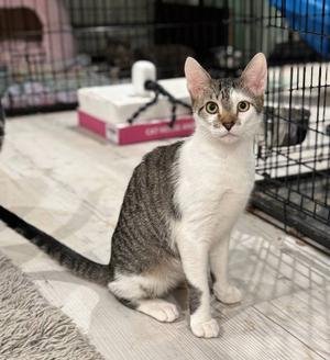 Acorn, young, available for adoption