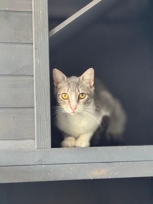A grey and white cat with yellow eyes peers out from a dark structure.