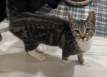 Juniper, young, available for adoption