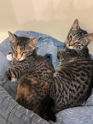 Cheddar, kitten, available for adoption