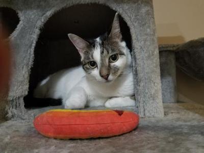 Flower, adult, available for adoption