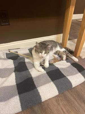 Miso, adult, available for adoption