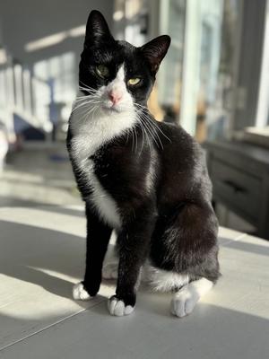 Biscuit, young, available for adoption