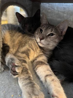 Apple, young, available for adoption