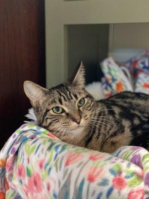 Ellie, young, available for adoption