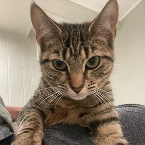 Evie, young, available for adoption