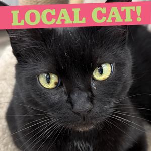 LOCAL CAT, Glinda The Good, adult, available for adoption