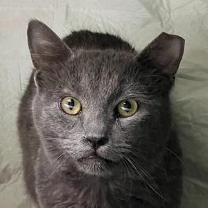 Bobby, adult, available for adoption