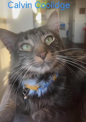 A close-up of a tabby cat with green eyes, wearing a blue collar with a yellow tag. The cat is looking directly at the camera with a calm expression. The background is slightly blurred, showing an indoor setting with a doorway and some furniture. The text "Calvin Coolidge" is displayed at the top of the image in blue font.