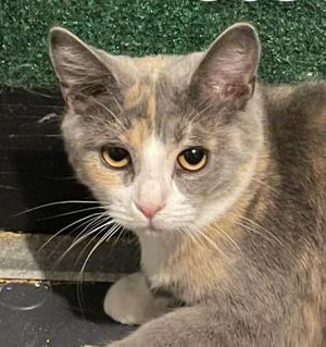 Eowyn, adult, available for adoption