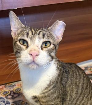 Empi, adult, available for adoption