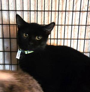 Fern, young, available for adoption