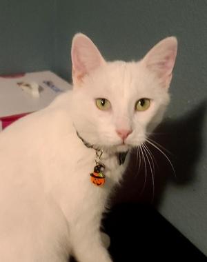 Evander, adult, available for adoption