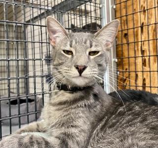Cano, adult, available for adoption