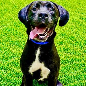 Hans, Cane Corso, adult, available for adoption