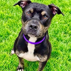 Ariel, Terrier, adult, available for adoption