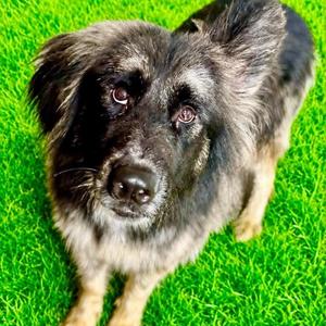 Caveman, Shepherd, adult, available for adoption