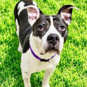 Moe, American Bully, adult, available for adoption