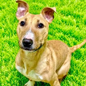 Eugene, Bull Terrier, puppy, available for adoption