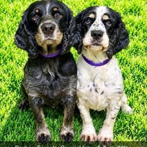 Budica and Athena, Cocker Spaniel, adult, available for adoption