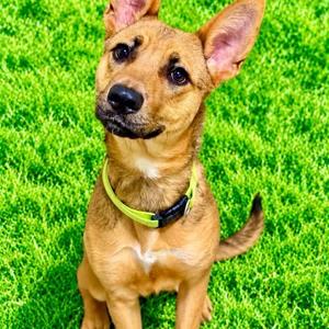 Georgie, Shepherd, young, available for adoption
