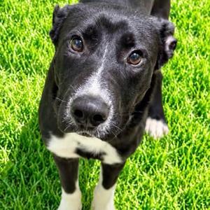 Nemo, Black Labrador Retriever, puppy, available for adoption