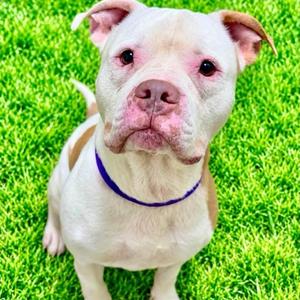 Chance, Terrier, adult, available for adoption
