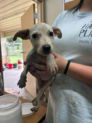 Felicity, Pit Bull Terrier, puppy, available for adoption