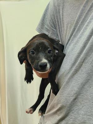 Fiona, Pit Bull Terrier, puppy, available for adoption