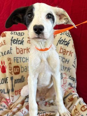 Casey, Pit Bull Terrier / Labrador Retriever, puppy, available for adoption
