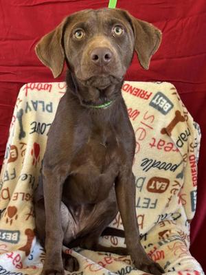 Callie, Labrador Retriever, puppy, available for adoption