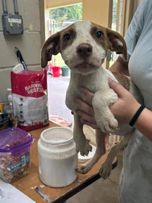 Clarabell, Pit Bull Terrier, puppy, available for adoption
