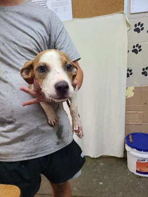 Fifi, Pit Bull Terrier, puppy, available for adoption