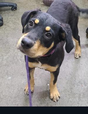 A black and tan dog with floppy ears and a purple leash, standing on a concrete surface.