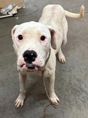 A white dog with a black nose and pink eyes, standing on a concrete floor, holding a rope in its mouth.
