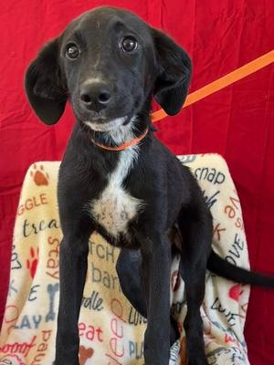 Brooke, Pit Bull Terrier / Labrador Retriever, puppy, available for adoption
