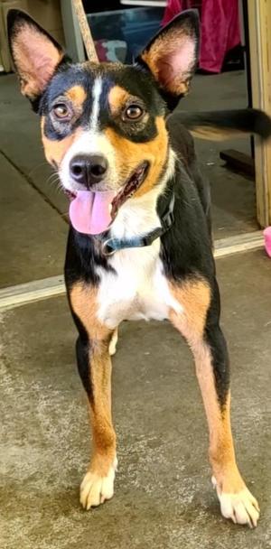 Elmer, Hound, young, available for adoption