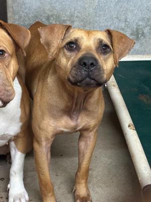Amber, Pit Bull Terrier, young, available for adoption