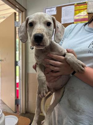 Donald, Pit Bull Terrier, puppy, available for adoption