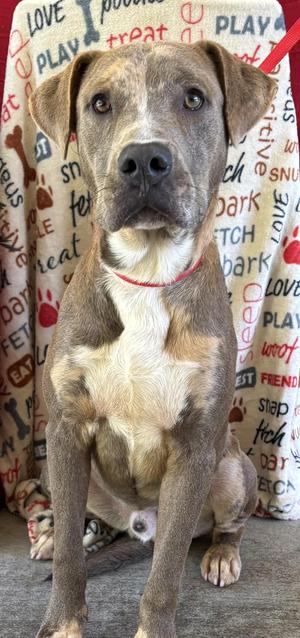 Boomer, Pit Bull Terrier, adult, available for adoption