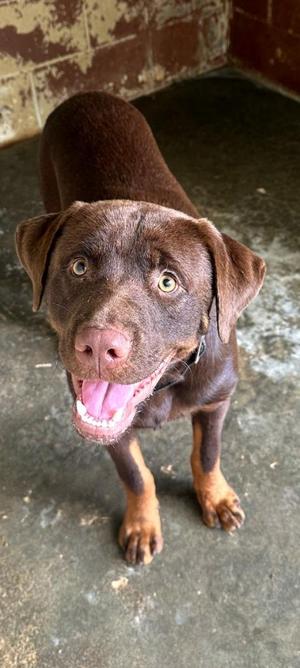 Ash, Doberman Pinscher / Labrador Retriever, puppy, available for adoption