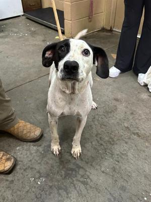 A black and white dog with floppy ears standing on a concrete floor, looking up at the camera.