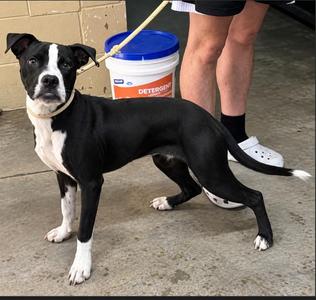 Boomer, Pit Bull Terrier, puppy, available for adoption