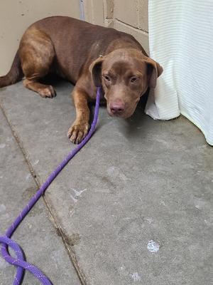 A brown dog lying on a concrete floor with a purple leash attached to its collar.