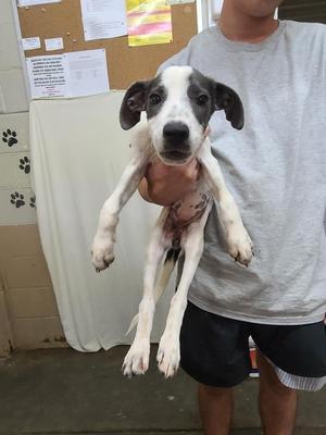 Ainsley, Pit Bull Terrier, puppy, available for adoption