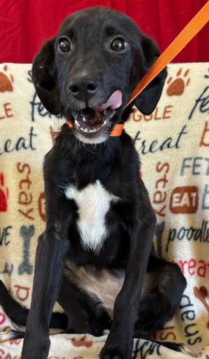 Audrey, Pit Bull Terrier / Labrador Retriever, puppy, available for adoption