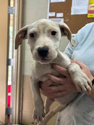 Daisy, Pit Bull Terrier, puppy, available for adoption