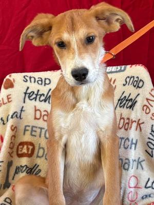 Dixie, Pit Bull Terrier / Labrador Retriever, puppy, available for adoption