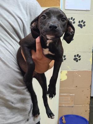 Fancy, Pit Bull Terrier, puppy, available for adoption