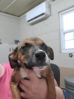 Ferris, Pit Bull Terrier, puppy, available for adoption